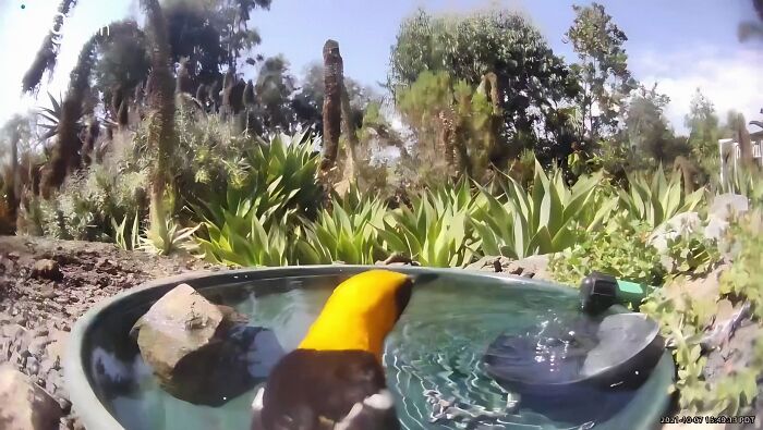 Woman Put A Water Fountain With A Camera In Her Yard, Here Are 24 Photos Of Regular Visitors (New Pics)