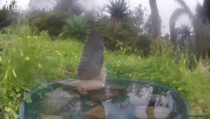 Woman Put A Water Fountain With A Camera In Her Yard, Here Are 24 Photos Of Regular Visitors (New Pics)