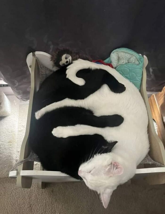 If You're Having A Rough Day, These 50 Wholesome Cat Pics And Memes May Cheer You Up
