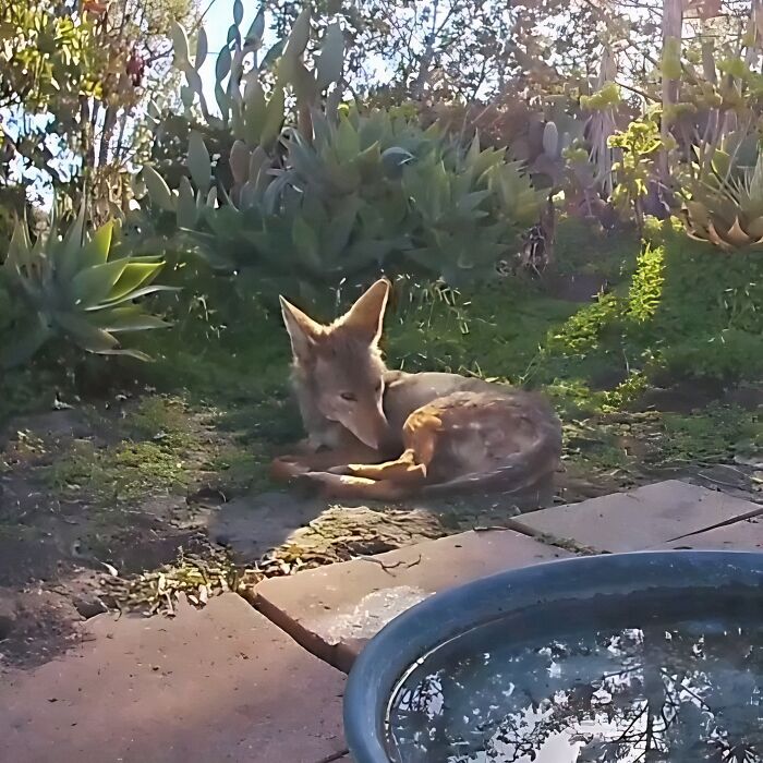 Woman Put A Water Fountain With A Camera In Her Yard, Here Are 24 Photos Of Regular Visitors (New Pics)