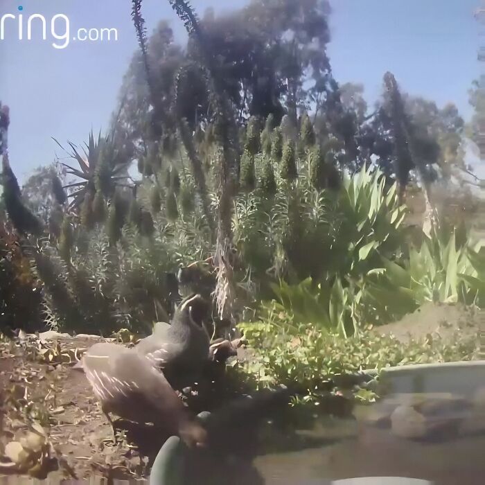 Woman Put A Water Fountain With A Camera In Her Yard, Here Are 24 Photos Of Regular Visitors (New Pics)