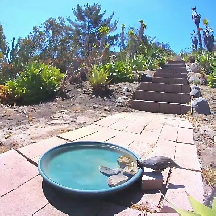 Woman Put A Water Fountain With A Camera In Her Yard, Here Are 24 Photos Of Regular Visitors (New Pics)