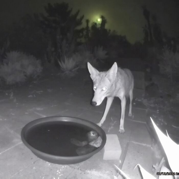 Woman Put A Water Fountain With A Camera In Her Yard, Here Are 24 Photos Of Regular Visitors (New Pics)