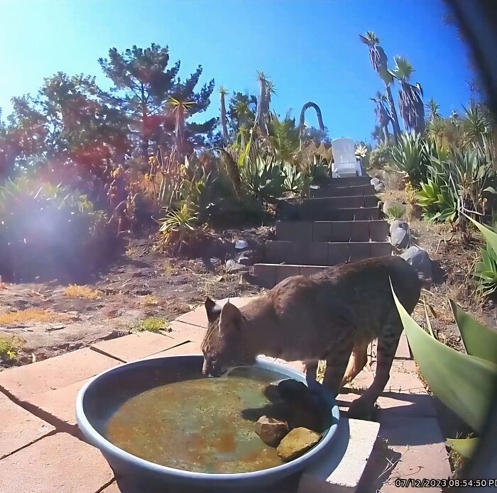 Woman Put A Water Fountain With A Camera In Her Yard, Here Are 24 Photos Of Regular Visitors (New Pics)