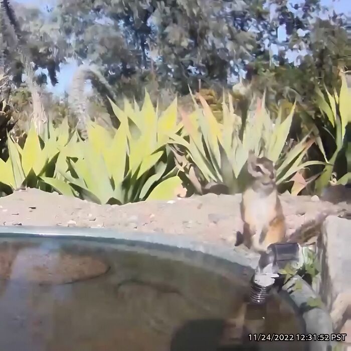 Woman Put A Water Fountain With A Camera In Her Yard, Here Are 24 Photos Of Regular Visitors (New Pics)
