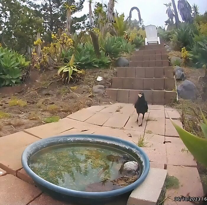 Woman Put A Water Fountain With A Camera In Her Yard, Here Are 24 Photos Of Regular Visitors (New Pics)