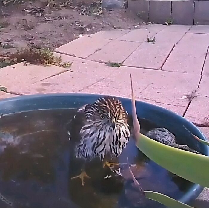 Woman Put A Water Fountain With A Camera In Her Yard, Here Are 24 Photos Of Regular Visitors (New Pics)