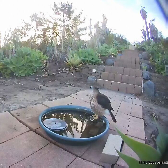 Woman Put A Water Fountain With A Camera In Her Yard, Here Are 24 Photos Of Regular Visitors (New Pics)