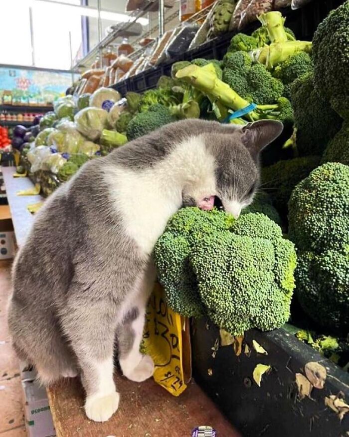 If You're Having A Rough Day, These 50 Wholesome Cat Pics And Memes May Cheer You Up