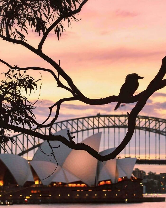 La foto más australiana que hay