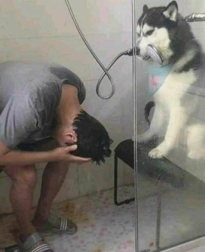 Hombre lavándose la cabeza en ducha con perro husky sosteniendo alcachofa, imagen divertida e incómoda.