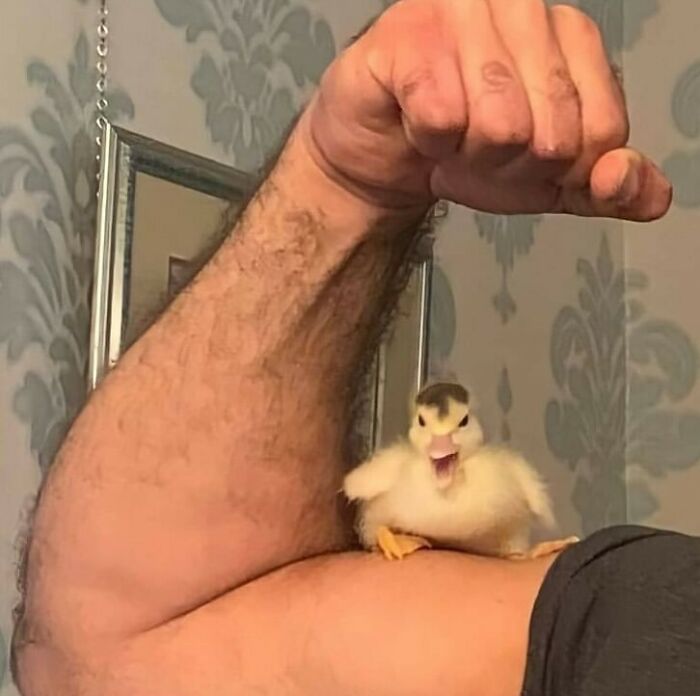 Pollito pequeño posado en brazo musculoso, imagen divertida y algo incómoda con humor y sorpresa, fotos horribles y graciosas.