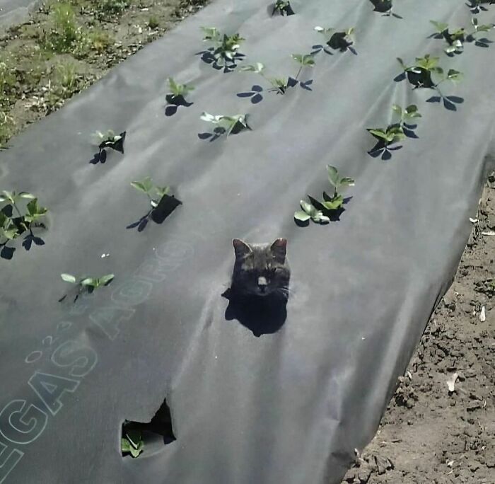 Cabeza de gato sobresaliendo entre plantas y plástico en huerto, imagen incómoda y divertida para fotos horribles y graciosas.