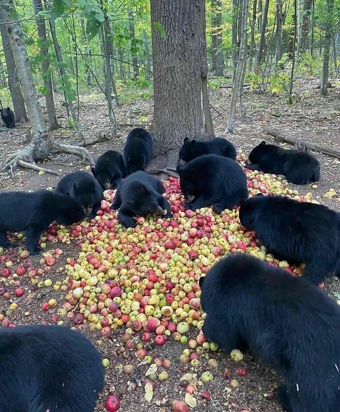 Osos negros en el bosque rodeando y comiendo una gran cantidad de manzanas con ambiente natural y árboles.