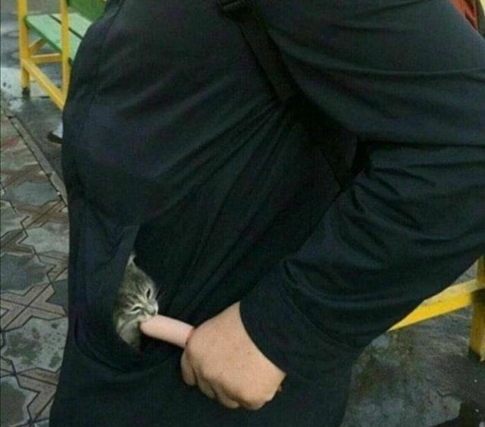 Gato saliendo de un agujero en la ropa mientras una persona sostiene un objeto, imagen graciosa pero incómoda.