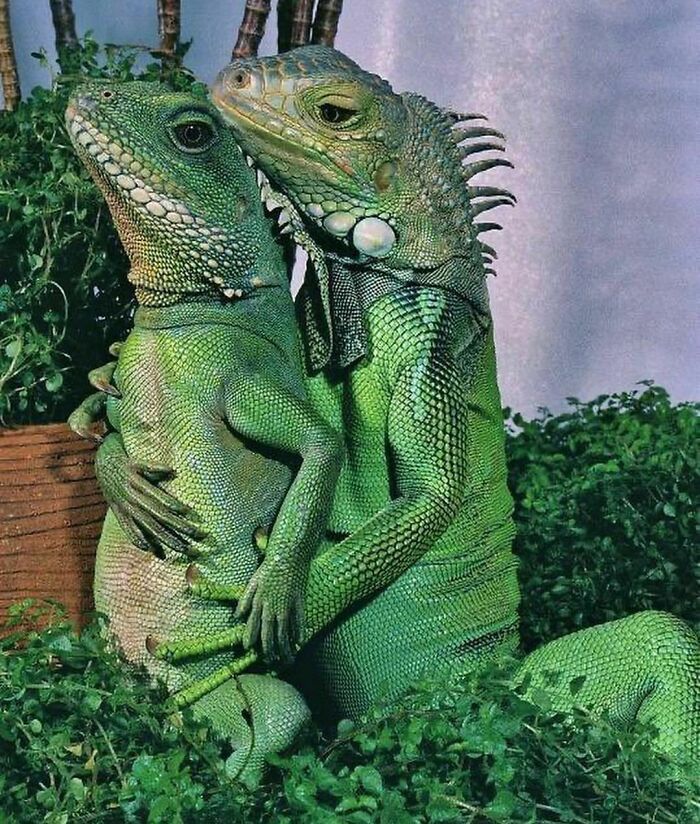 Dos iguanas verdes en un abrazo inusual en medio de plantas, imagen graciosa y algo horrible que puede incomodar.