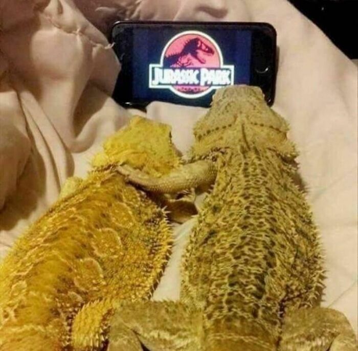 Dos reptiles viendo una película en un móvil, imagen curiosa y divertida que puede resultar incómoda para algunos.