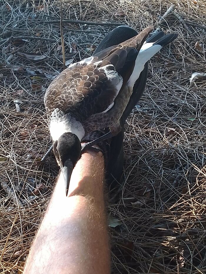 Esta curiosa pero salvaje urraca decidió sentarse en mi pierna