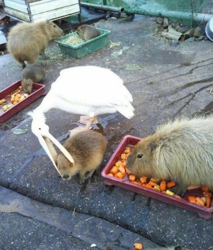 Pato blanco intentando molestar a capibaras mientras comen en una imagen realmente incómoda y divertida.