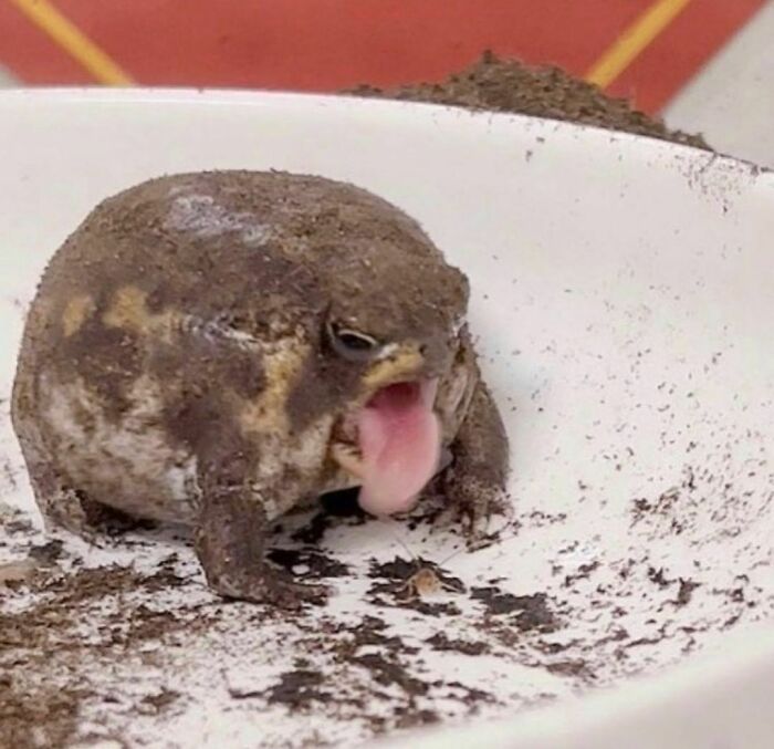 Sapo con expresión incómoda y divertida mostrando la lengua, ejemplo de imágenes realmente incómodas pero divertidas.