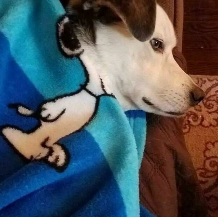Perro acostado en una cama con una manta azul que tiene un dibujo divertido, imagen incómoda y graciosa.