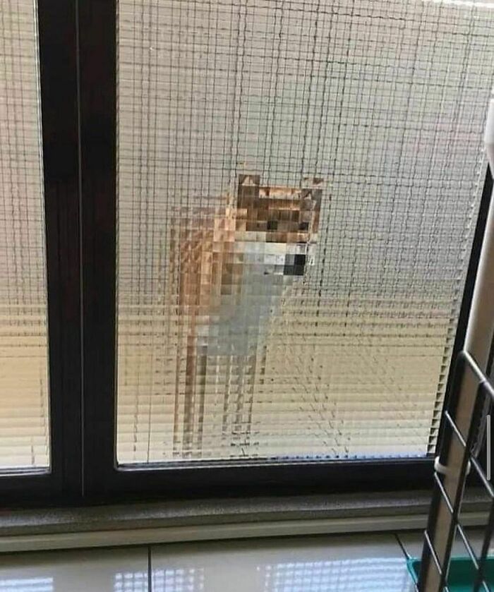 Perro pixelado detrás de una puerta de vidrio texturizado en una imagen realmente incómoda y divertida.