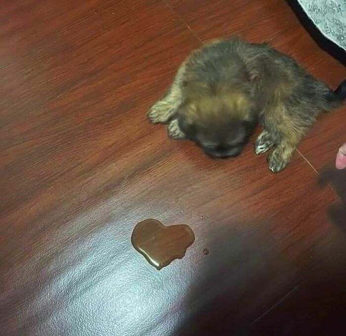 Cachorro pequeño acostado junto a un charco en forma de corazón en el piso de madera, imagen incómoda pero divertida.