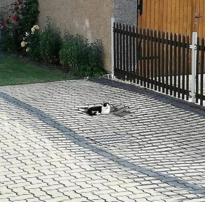 Gato descansando en un hoyo del pavimento, imagen realmente incómoda y divertida que refleja el tema Me quiero ir.