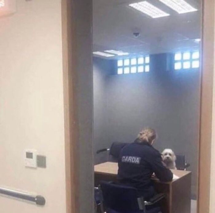 Agente de Garda interrogando a un perro en una habitación, imagen realmente incómoda pero divertida de me quiero ir.