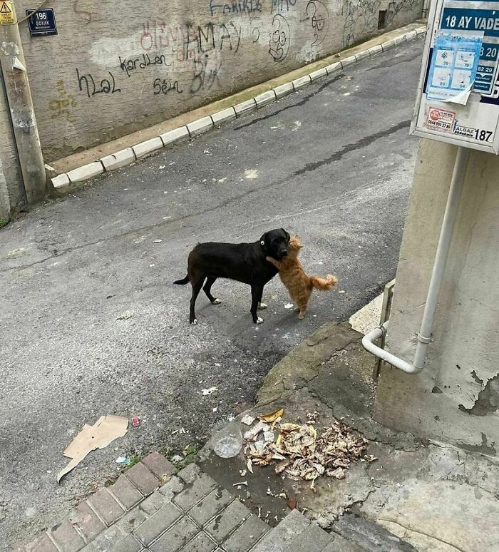 Perro y gato en una situación incómoda y divertida en la calle, mostrando momento extraño e inesperado.