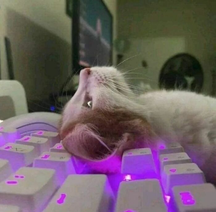 Gato acostado de lado sobre teclado iluminado con luces moradas en una imagen realmente incómoda y divertida.