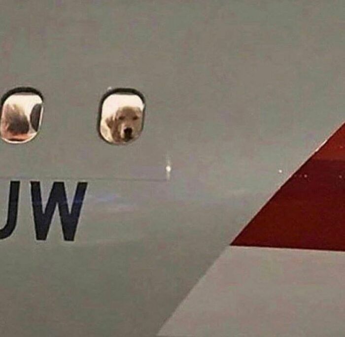 Perro mirando incómodo por ventana de avión, imagen divertida y realmente incómoda relacionada con me quiero ir.