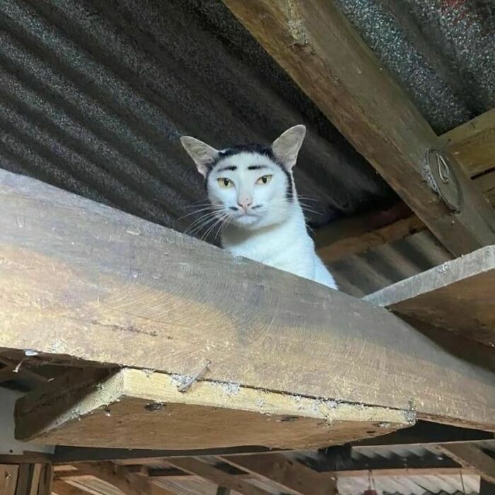 Gato con expresión incómoda en un techo rústico, imagen divertida y realmente incómoda para compartir.