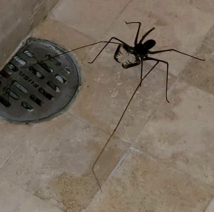 Apareció en la ducha de mi padre en Puerto Vallarta