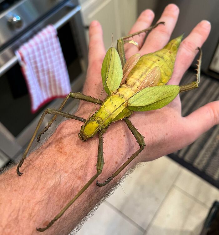 Heteropteryx dilatata