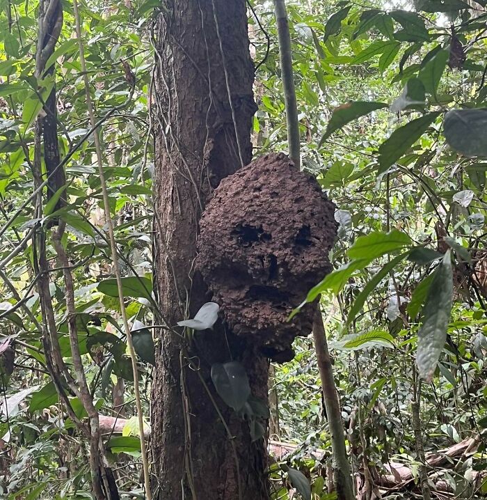 Nido de insectos que parece un cráneo