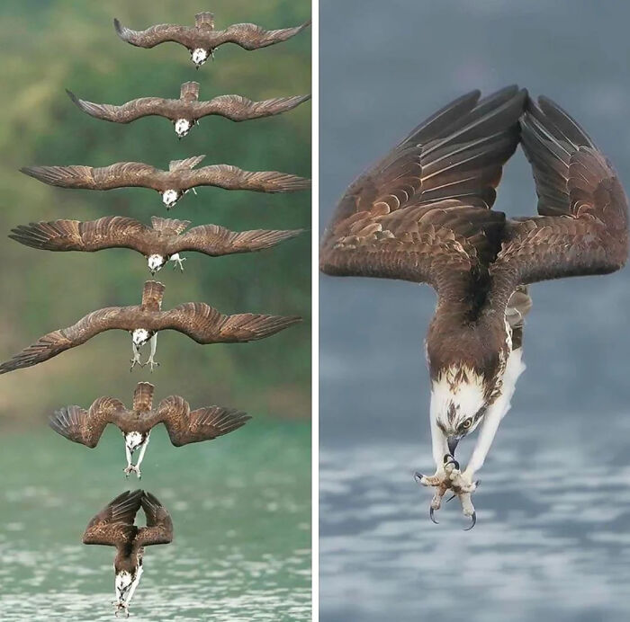 Águila pescadora realizando una impresionante zambullida en el agua, mostrando la sorprendente naturaleza en acción.