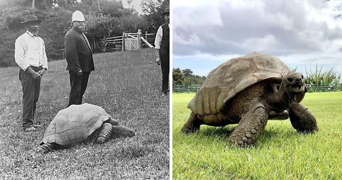 La tortuga Jonathan en la década de 1900 y en la actualidad. Tiene 191 años