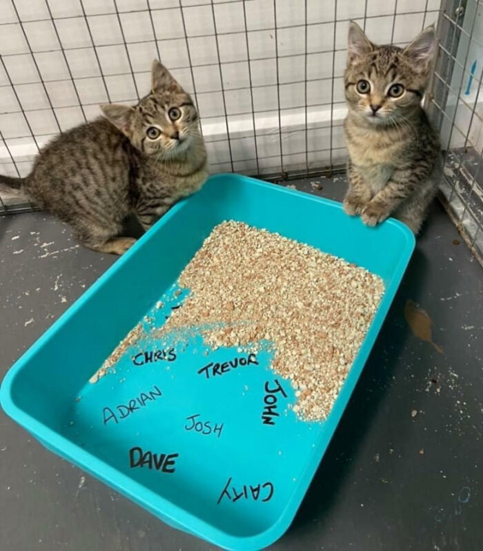 Por 5$, este refugio de animales escribe el nombre de la persona que oidas en el arenero de los gatos