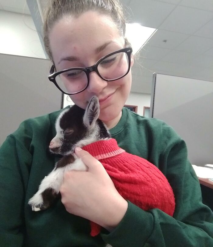 Mi compañera de trabajo trajo su cabrito al trabajo y se quedó dormido en mis brazos