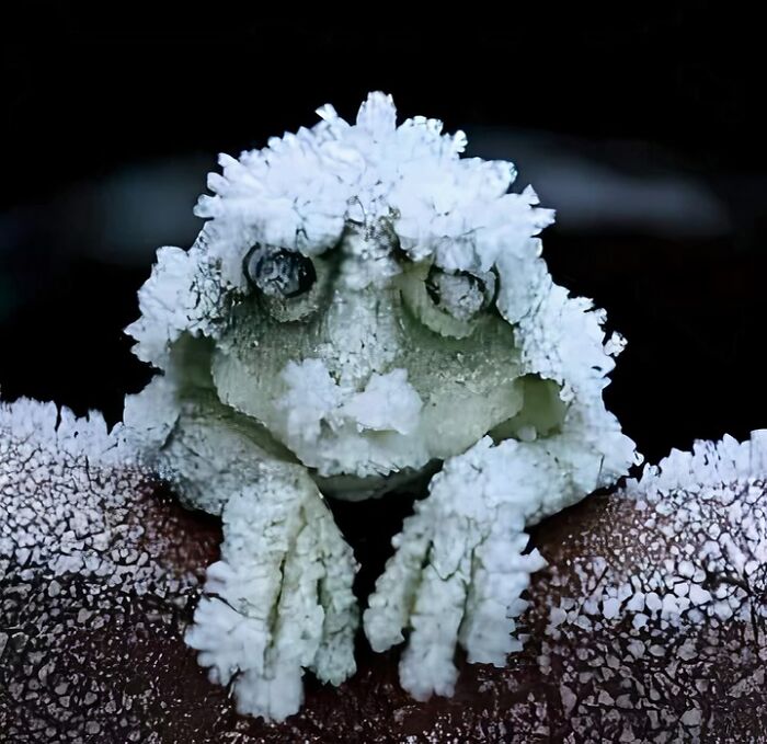 La rana de bosque de Alaska se congela durante el invierno y, mientras está congelada, deja de respirar y su corazón deja de latir y, cuando se descongela durante la primavera, se despierta y se va saltando.