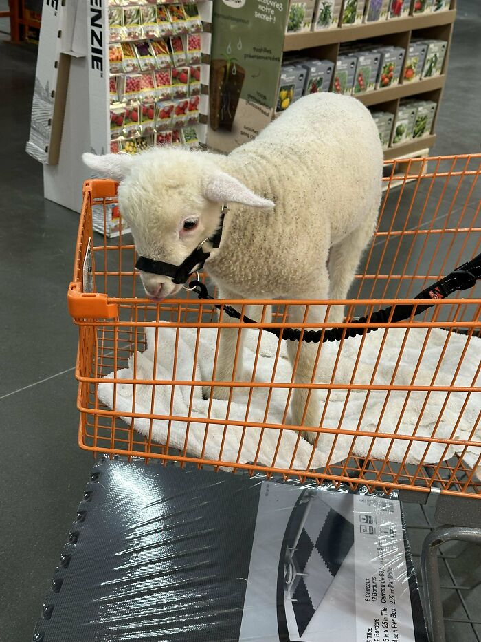 Hoy en la tienda Home Depot 7141