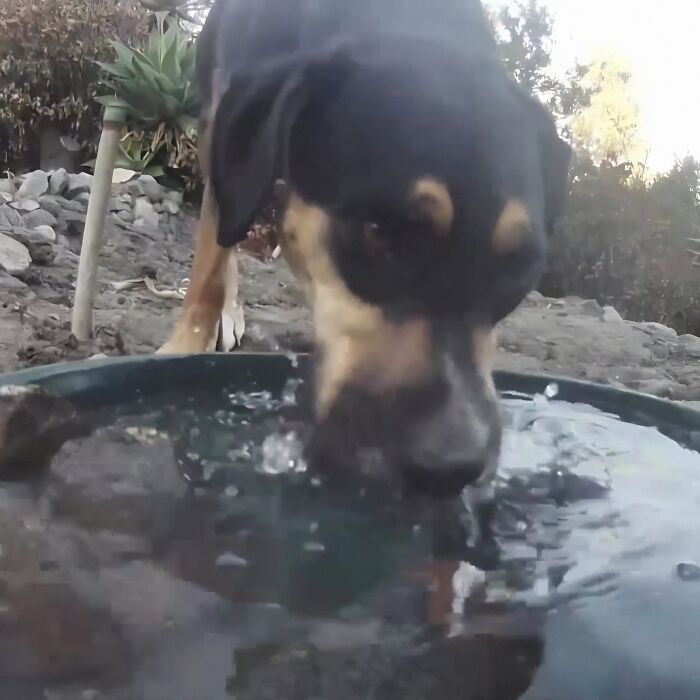 Woman Put A Water Fountain With A Camera In Her Yard, Here Are 24 Photos Of Regular Visitors (New Pics)