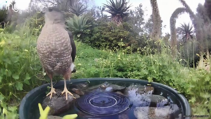 Woman Put A Water Fountain With A Camera In Her Yard, Here Are 24 Photos Of Regular Visitors (New Pics)