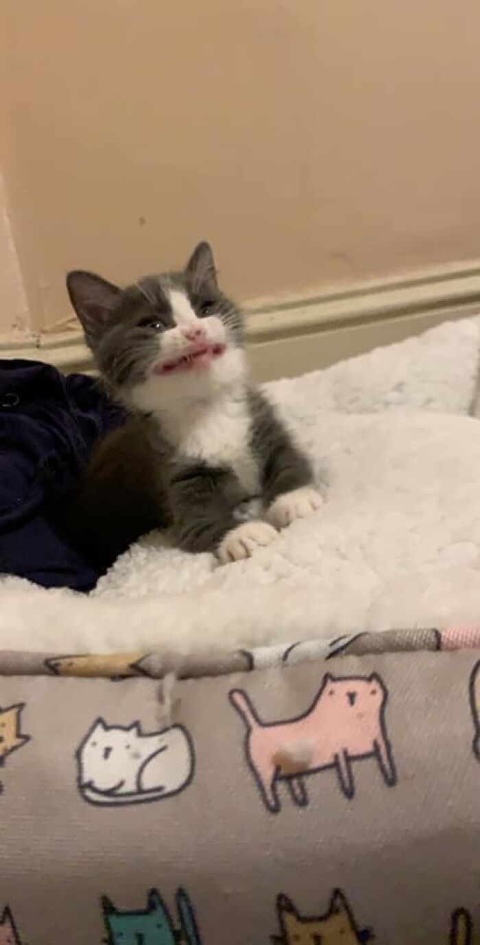 If You're Having A Rough Day, These 50 Wholesome Cat Pics And Memes May Cheer You Up