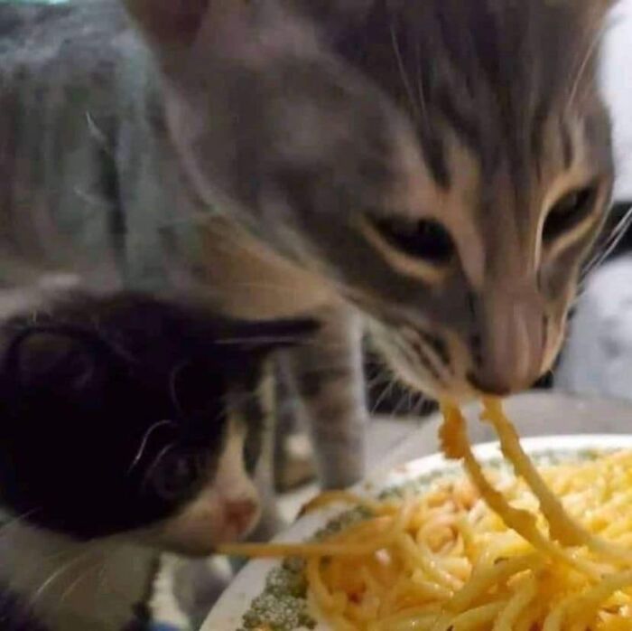 If You're Having A Rough Day, These 50 Wholesome Cat Pics And Memes May Cheer You Up
