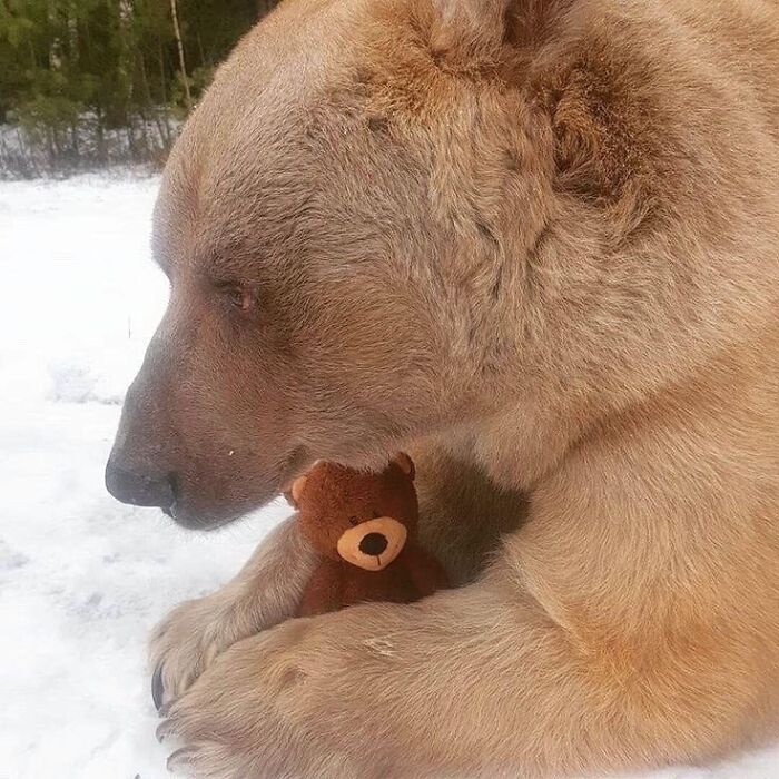 Esta madre osa perdió a su osezno, y le dieron este peluche para ayudarle a sentirse mejor