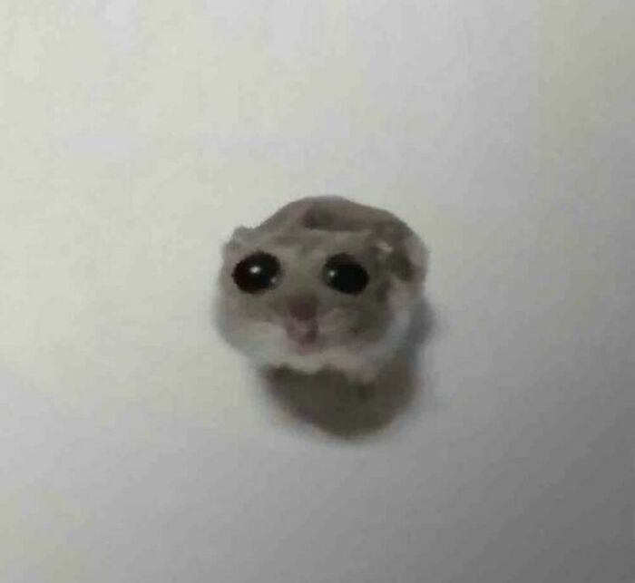 50 Animals Going "Goblin Mode", As Shared By This Dedicated Instagram Account