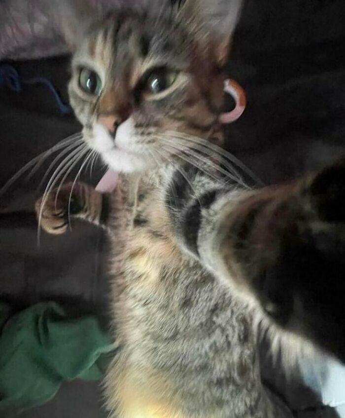 50 Animals Going "Goblin Mode", As Shared By This Dedicated Instagram Account