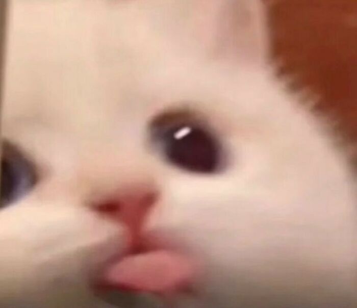 50 Animals Going "Goblin Mode", As Shared By This Dedicated Instagram Account